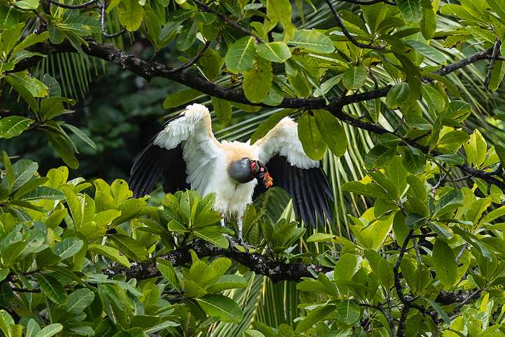 King Vulture (Sarcoramphus papa), near San Pedrillo Ranger Station, Corcovado National Park, Osa Peninsula, Puntarenas Province