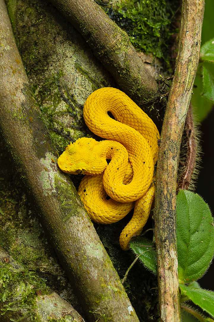 Bright yellow Eyelash Palm-Pitviper (Bothriechis schlegelii), also known by its colloquial name 'Oropel' (meaning 'golden skin'), Arenal Volcano National Park, Alajuela Province