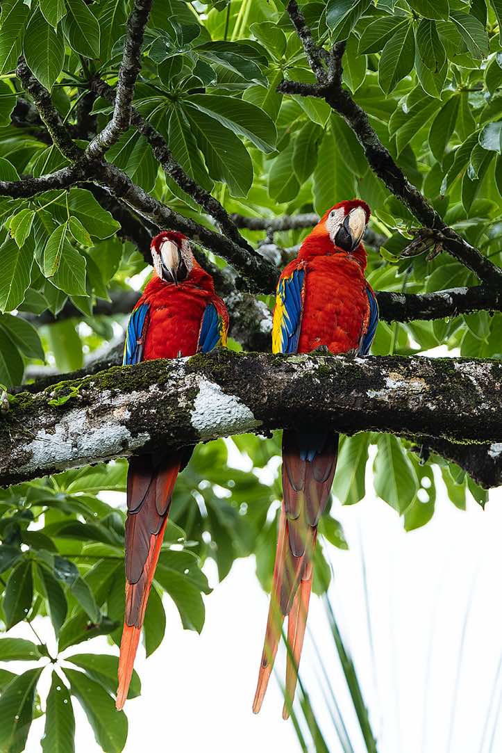 Pair of Scarlet Macaws (Ara macao), known for their vibrant red, yellow, and blue plumage, Corcovado National Park, Osa Peninsula, Puntarenas Province