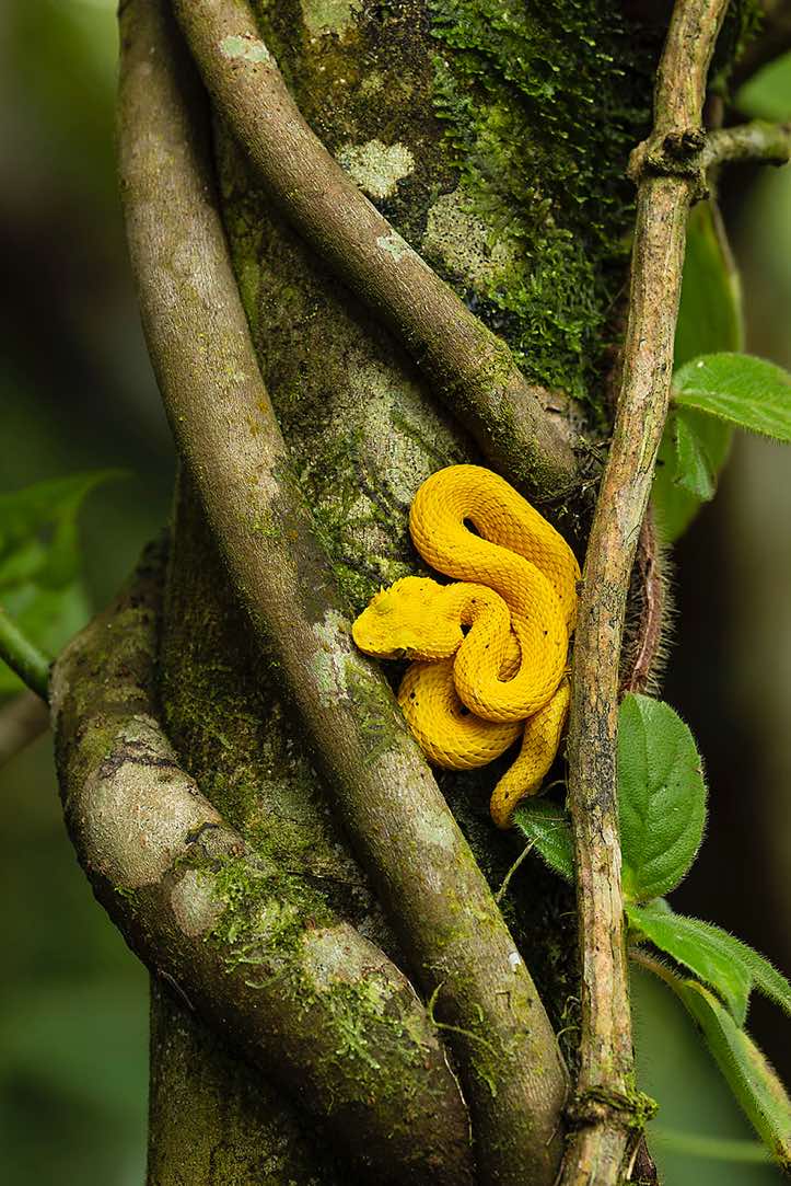 Bright yellow Eyelash Palm-Pitviper (Bothriechis schlegelii), also known by its colloquial name 'Oropel' (meaning 'golden skin'), Arenal Volcano National Park, Alajuela Province
