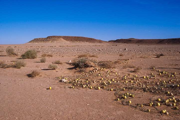 Desert landscape