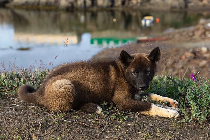 Young Husky, Tasiilaq, Ammassalik Island