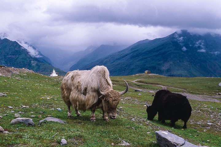 Yaks, Rohtang pass, 3980m, Manali-Leh highway