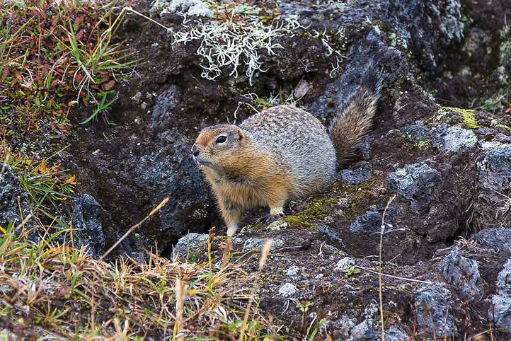 Black-capped marmot (Marmota camtschatica) at campsite, around Tolbachik trek, Klyuchevskoy Nature Park