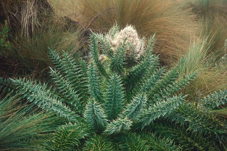Plant