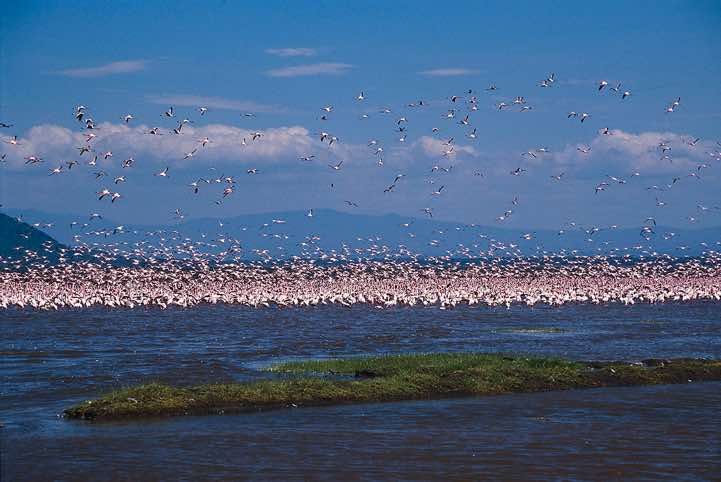 Flamingos, Lake Nakuru National Park