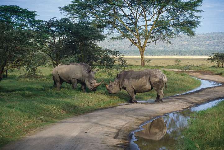 Rhinoceros, Lake Nakuru National Park