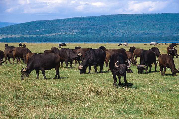 Buffalos, Lake Nakuru National Park
