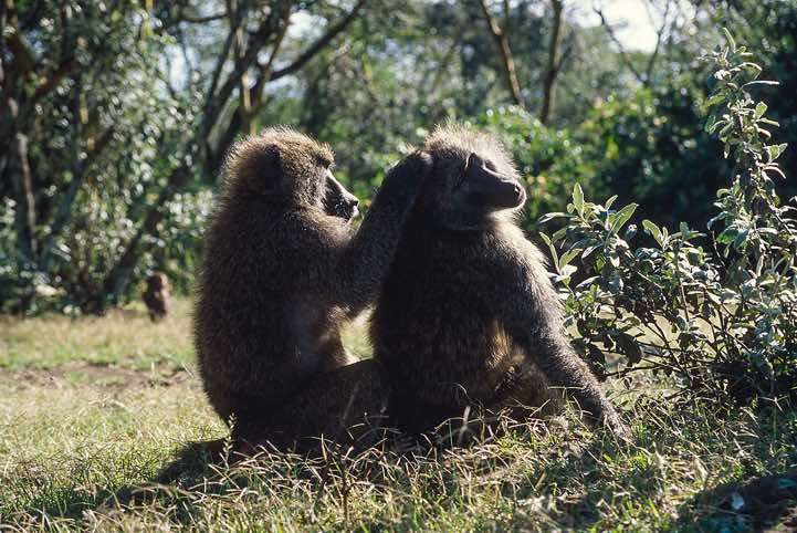 Baboons, seen atop Baboon Cliff, Nakuru National Park