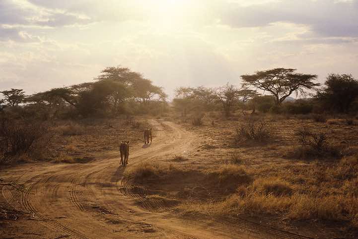 Female lions, Samburu National Reserve