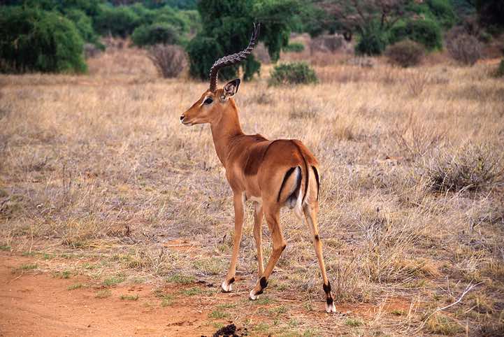 Impala, Samburu National Reserve