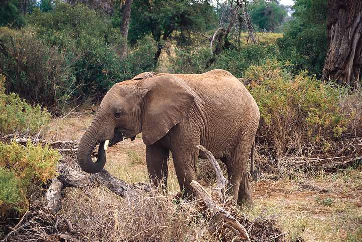 Elephant, Samburu National Reserve