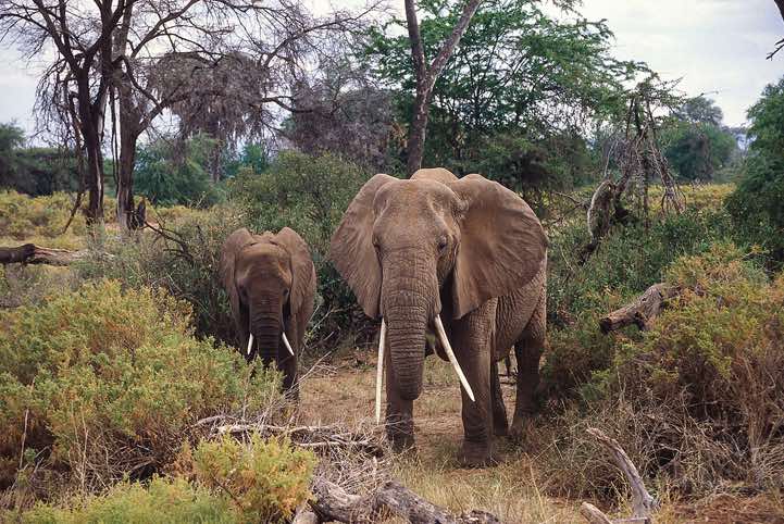 Elephants, Samburu National Reserve