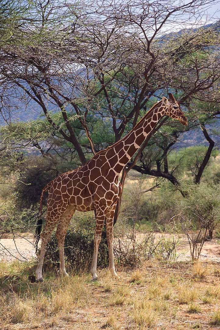 Reticulated giraffe, Samburu National Reserve