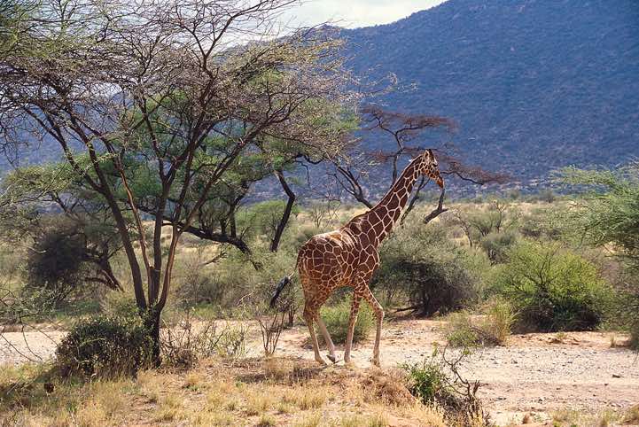Reticulated giraffe, Samburu National Reserve