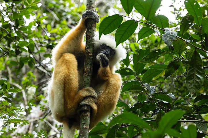Diademed Sifaka (Propithecus diadema), Analamazaotra Special Reserve