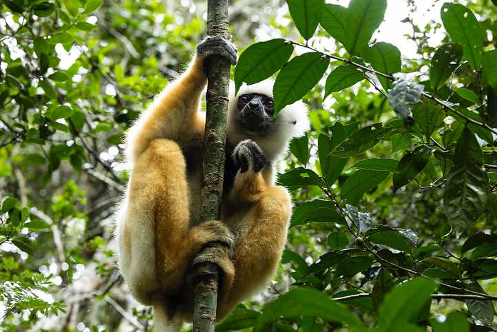 Diademed Sifaka (Propithecus diadema), Analamazaotra Special Reserve