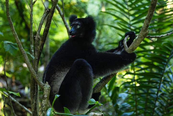 Indri (Indri indri), Palmarium, Akanin'ny Nofy Reserve, Pangalanes Canal