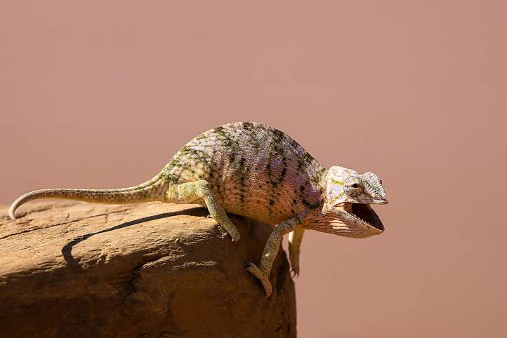 Chameleon, Tsiribihina River, Western Madagascar