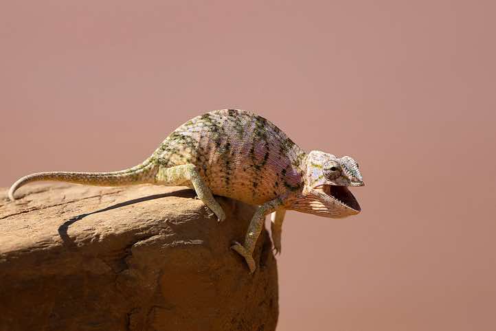 Chameleon, Tsiribihina River, Western Madagascar