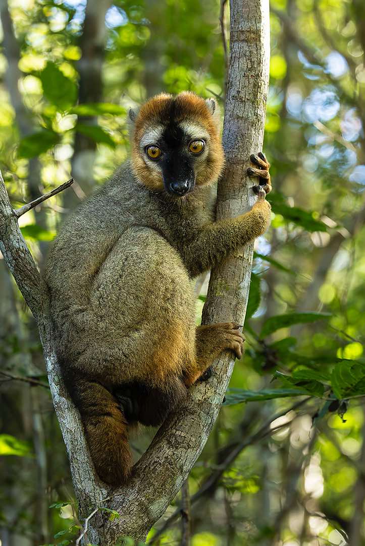 Red-fronted lemur (Eulemur rufifrons), Kirindy Forest (Kirindy Reserve), Western Madagascar