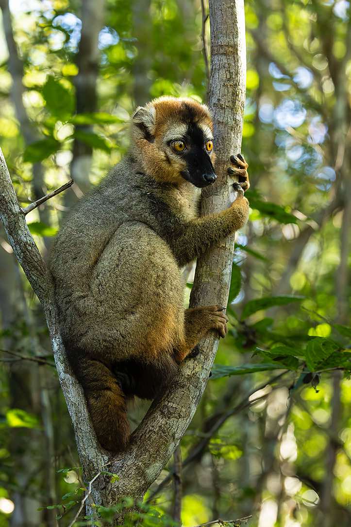 Red-fronted lemur (Eulemur rufifrons), Kirindy Forest (Kirindy Reserve), Western Madagascar