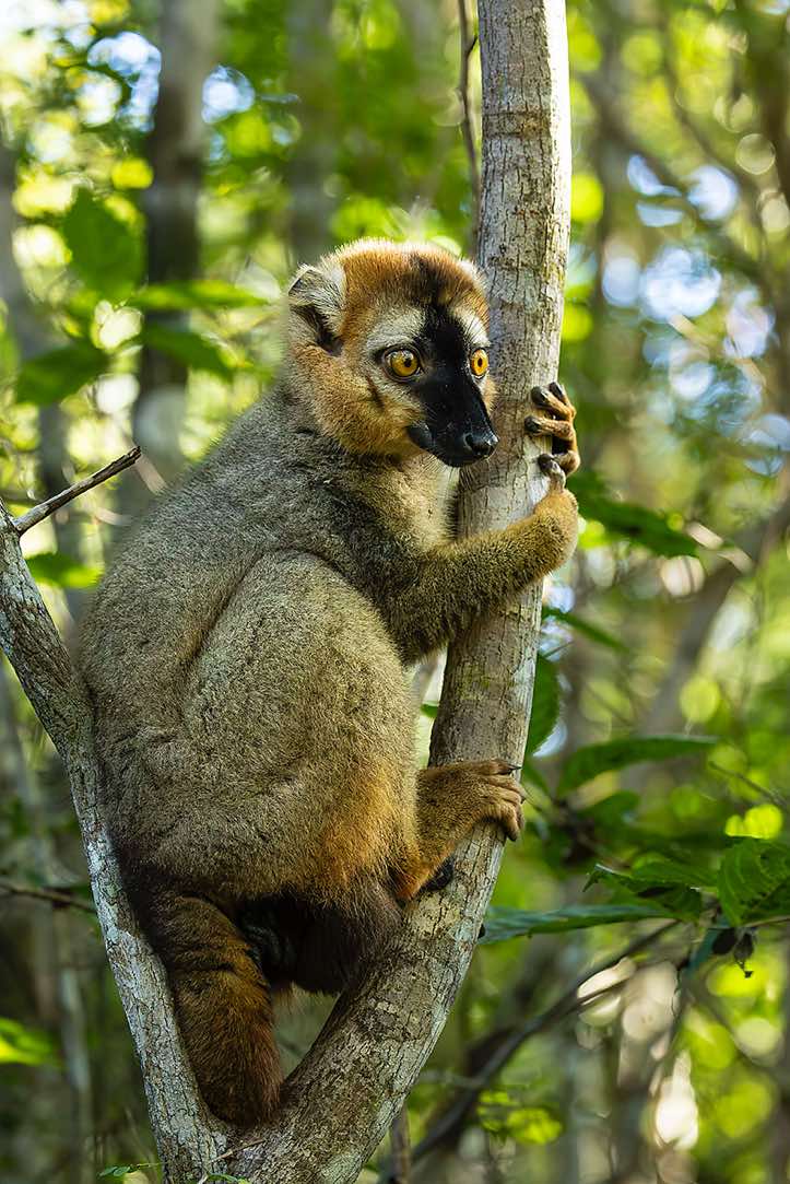 Red-fronted Lemur (Eulemur rufifrons), Kirindy Forest (Kirindy Reserve), Western Madagascar