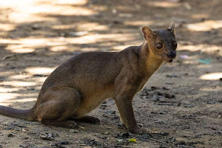 Fossa (Cryptoprocta ferox), Kirindy Forest (Kirindy Reserve), Western Madagascar