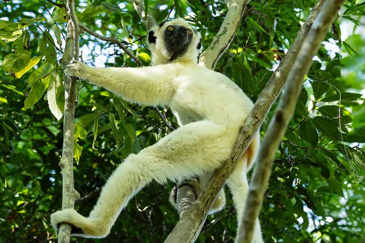 Verreaux's sifaka (Propithecus verreauxi), or white sifaka, Kirindy Forest (Kirindy Reserve), Western Madagascar