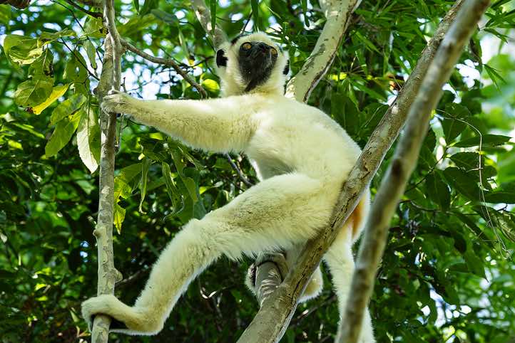 Verreaux's Sifaka (Propithecus verreauxi), or White Sifaka, Kirindy Forest (Kirindy Reserve), Western Madagascar