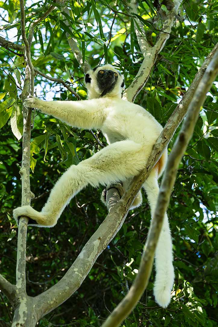 Verreaux's sifaka (Propithecus verreauxi), or white sifaka, Kirindy Forest (Kirindy Reserve), Western Madagascar