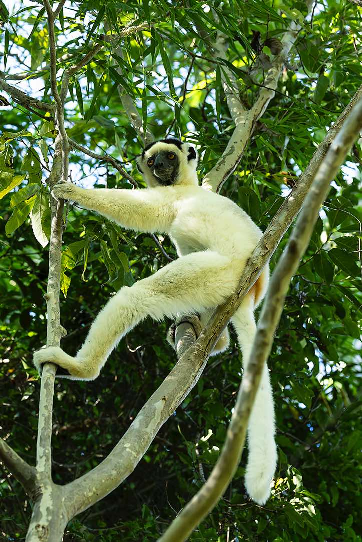 Verreaux's sifaka (Propithecus verreauxi), or white sifaka, Kirindy Forest (Kirindy Reserve), Western Madagascar