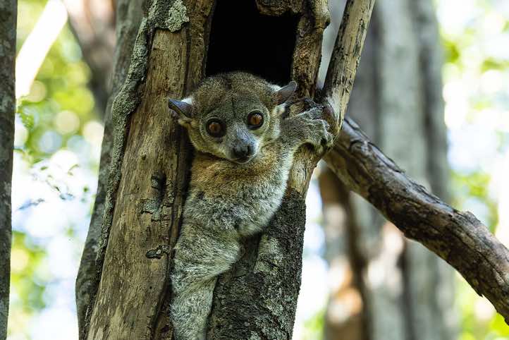 Red-tailed sportive lemur (Lepilemur ruficaudatus), Kirindy Forest (Kirindy Reserve), Western Madagascar