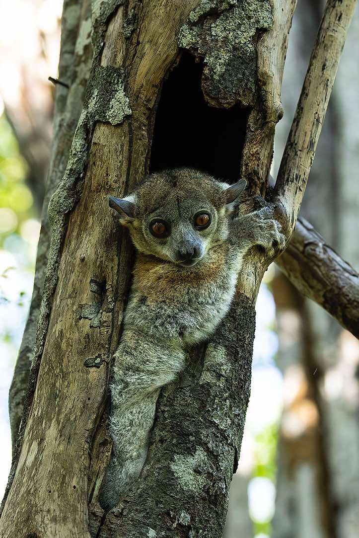 Red-tailed sportive lemur (Lepilemur ruficaudatus), Kirindy Forest (Kirindy Reserve), Western Madagascar
