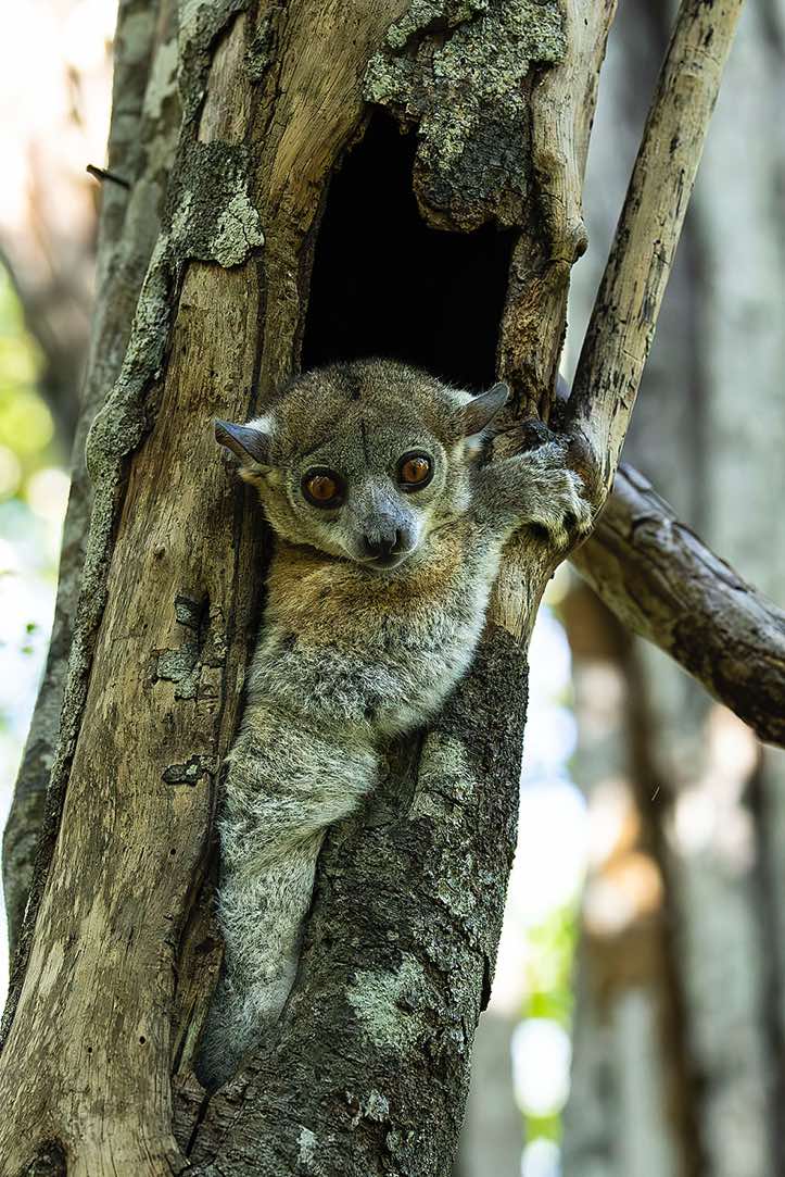 Red-tailed sportive Lemur (Lepilemur ruficaudatus), Kirindy Forest (Kirindy Reserve), Western Madagascar