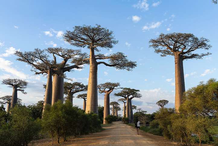 Avenue of the Baobabs, or Alley of the Baobabs, Road No. 8 between Morondava and Belon'i Tsiribihina, Western Madagascar