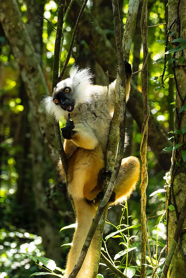 Female Black Lemur (Eulemur macaco), Palmarium, Akanin'ny Nofy Reserve, Pangalanes Canal
