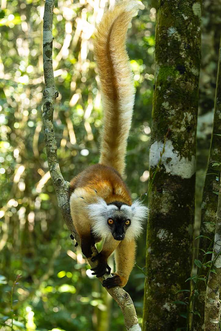 Female Black Lemur (Eulemur macaco), Palmarium, Akanin'ny Nofy Reserve, Pangalanes Canal