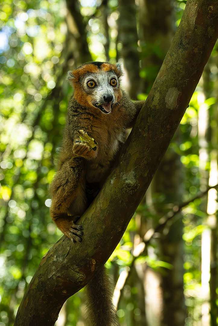 Male Crowned Lemur (Eulemur coronatus), Palmarium, Akanin'ny Nofy Reserve, Pangalanes Canal