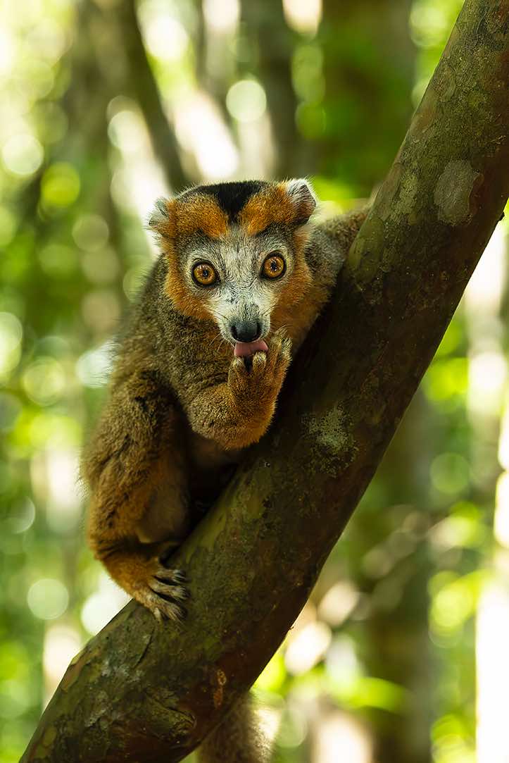 Male Crowned Lemur (Eulemur coronatus), Palmarium, Akanin'ny Nofy Reserve, Pangalanes Canal