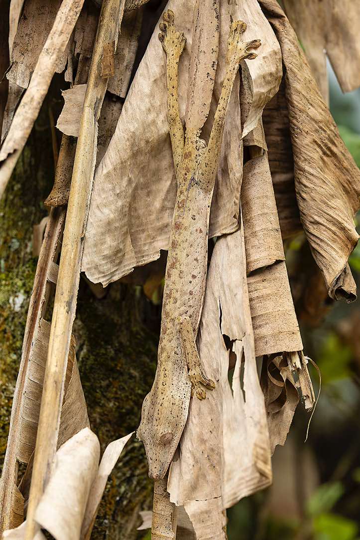 Leaf-tailed Gecko (Uroplatus), Peyrieras Reptile Reserve at Marozevo