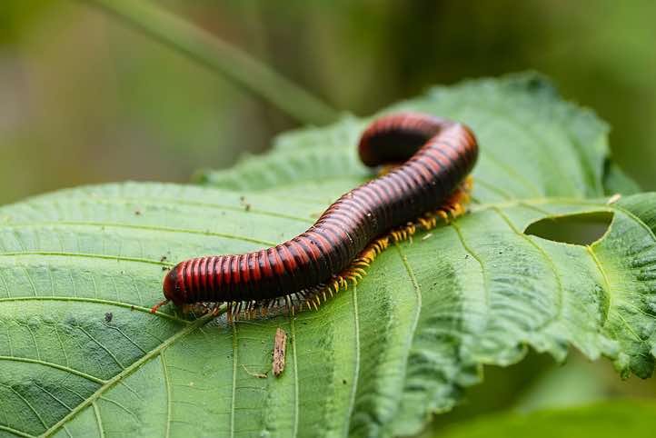 Giant Madagascar Millipede (Aphistogoniulus hova), Peyrieras Reptile Reserve at Marozevo
