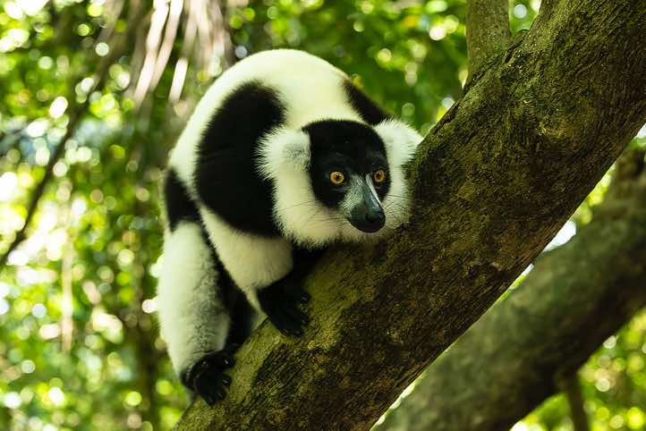 Black-and-white ruffed Lemur (Varecia variegata), Palmarium, Akanin'ny Nofy Reserve, Pangalanes Canal
