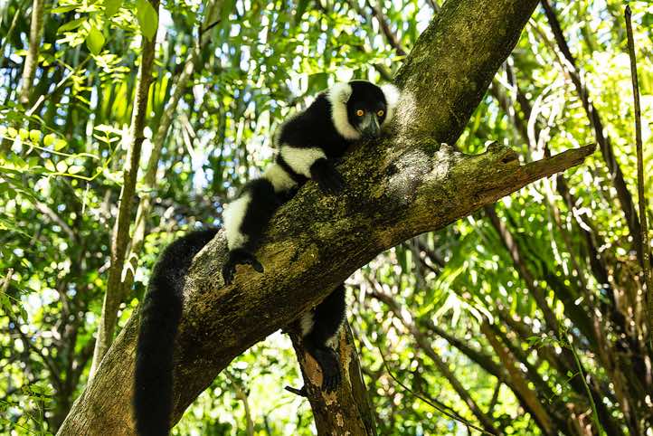 Black-and-white ruffed Lemur (Varecia variegata), Palmarium, Akanin'ny Nofy Reserve, Pangalanes Canal
