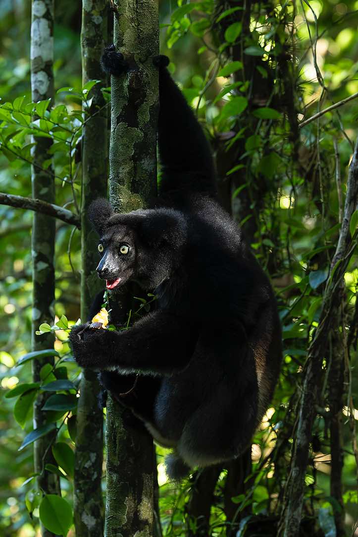 Indri (Indri indri), Palmarium, Akanin'ny Nofy Reserve, Pangalanes Canal