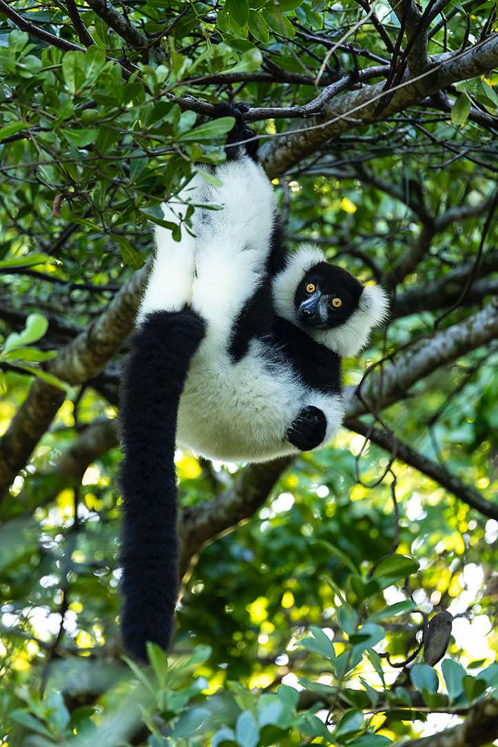 Black-and-white ruffed Lemur (Varecia variegata), Palmarium, Akanin'ny Nofy Reserve, Pangalanes Canal