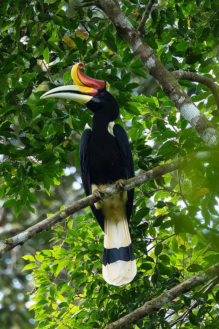 Rhinoceros Hornbill (Buceros rhinoceros), Sabah, Borneo