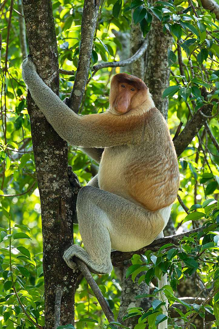 Male Proboscis Monkey (Nasalis larvatus), Labuk Bay Proboscis Monkey Sanctuary, Sabah, Borneo