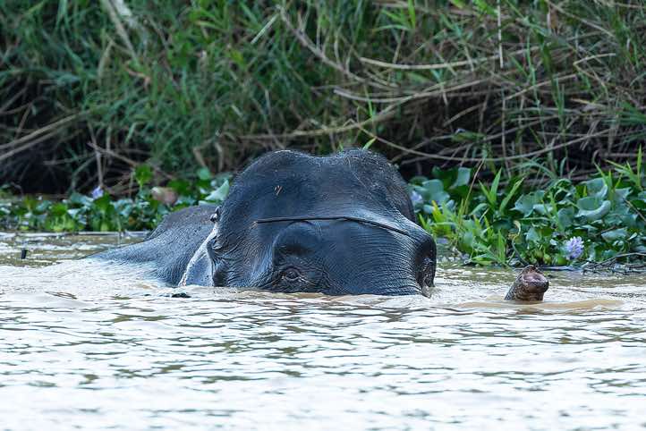 Borneo elephant (Elephas maximus borneensis), also known as  Bornean Elephant or Borneo Pygmy Elephant, Kinabatangan River, Eastern Sabah, Borneo
