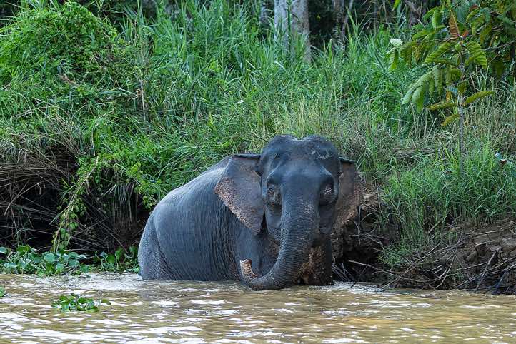 Borneo elephant (Elephas maximus borneensis), Kinabatangan River, Eastern Sabah, Borneo